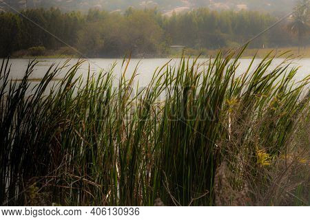 View Of Long Grass Blade Along The Water Body In Kolar, India