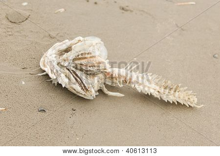 Decomposing Dead Fish Carcass