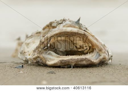 Decomposing Dead Fish Carcass