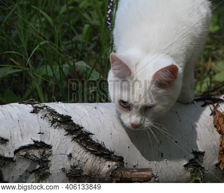 White Cat With One Eye On A Walk Looking For Prey