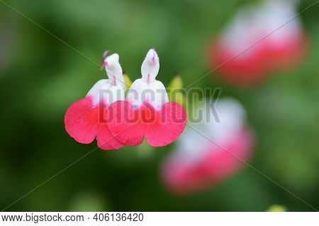 Hot Lips (cherry Sage) Flowers / Salvia Microphylla