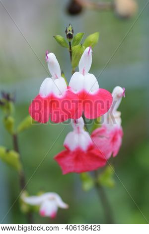 Hot Lips (cherry Sage) Flowers / Salvia Microphylla