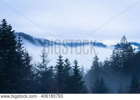 Black Forest Covered By White Snowy Fog