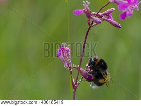 Bumblebee Sits On A Wildflower Viscaria Vulgaris. Delicate Summer Green Background With Flowers And 