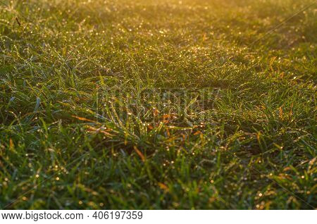 Meadow In The Morning With Dew Drops