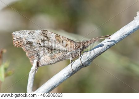An American Snout Butterfly Perched On A Branch In The Lrgv.