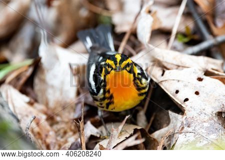 A Blackburnuan Warbler Looking For Food During The Spring Migration In Wisconsin.