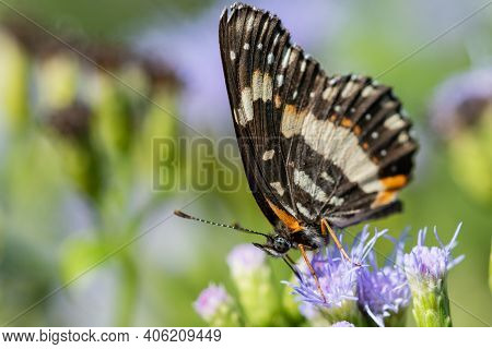 A Bordered Patch Butterfly Feeding From A Wildflower At The National Butterfly Center.