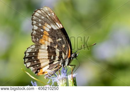 A Bordered Patch Butterfly Feeding From A Wildflower At The National Butterfly Center.