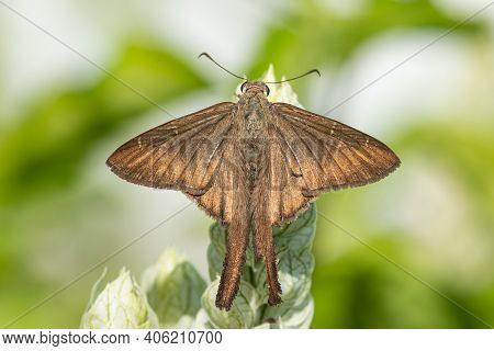 A Brown Longtail Butterfly Feeding From A Wildflower In The Lrgv.