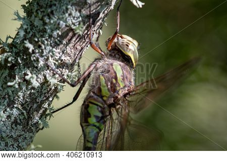 A Canada Darner Dragonfly Perched On A Tree.