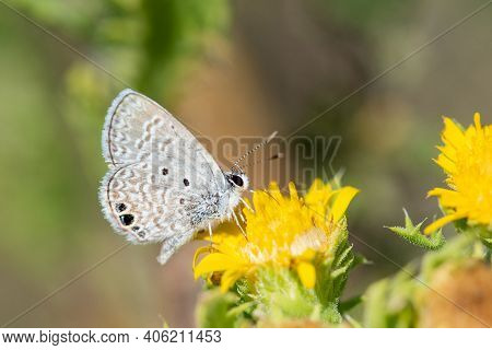 A Ceraunus Blue Butterfly Feeding From A Wildflower In The Lrgv.