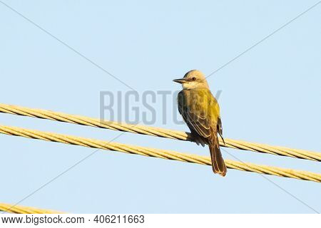 A Couch's Kingbird Perched On A Wire In The Early Morning.