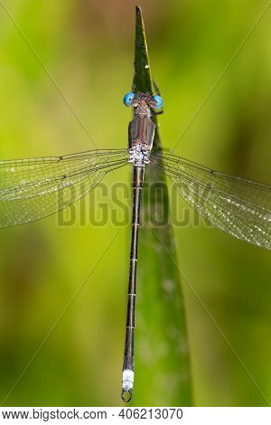 A Great Spreadwing Damselfly Hanging From A Goldenrod Leaf.