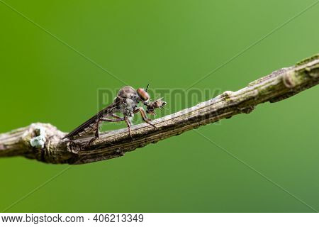 A Holcocephala Abdominalis Robberfly Feeding On Its Prey On A Branch.