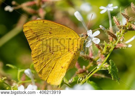 A Large Orange Sulphur Feeding From A Wildflower At The National Butterfly Center.