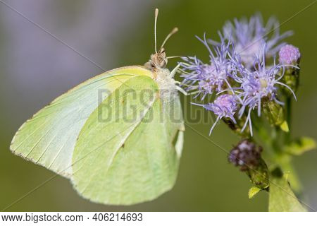 A Lyside Sulphur Butterfly Feeding From A Wildflower At The National Butterfly Center.