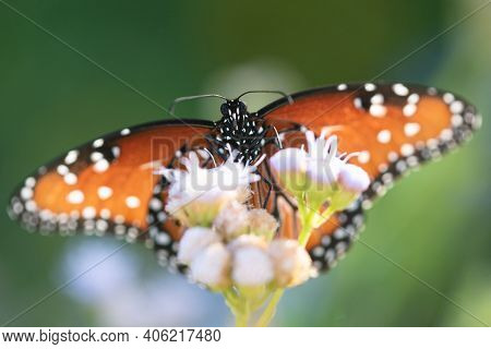 A Queen Butterfly Feeding From A Wildflower At The National Butterfly Center.