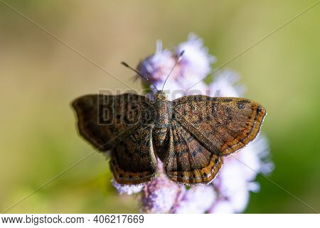 A Red-bordered Metalmark Feeding From A Wildflower In The Lrgv,