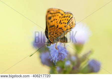 A Red-bordered Metalmark Feeding From A Wildflower In The Lrgv,