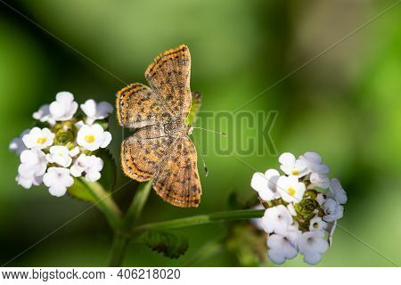 A Red-bordered Metalmark Feeding From A Wildflower In The Lrgv,