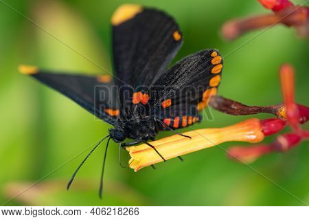 A Red-bordered Pixie Butterfly Feeding From A Wildflower In The Lrgv.