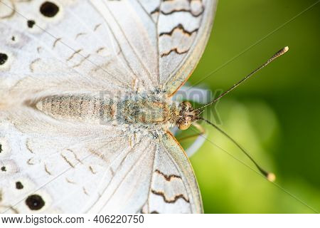 A White Peacock Butterfly Feeding From A Wildflower In The Lrgv.