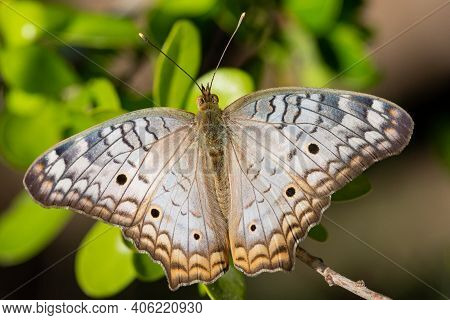 A White Peacock Butterfly Perched On A Branch In The Lrgv.
