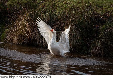 A White Goose In The River With Its Wings Spread, Photo Taken In The Village Of Borger, The Netherla