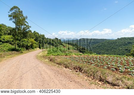 Farm Plantation With Valley And Dirty Road