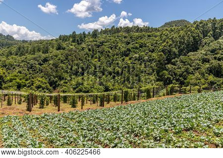 Forest Over Mountain And Farm Plantation