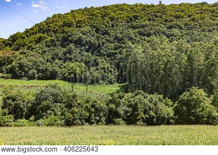 Forest Over Mountain And Farm Plantation