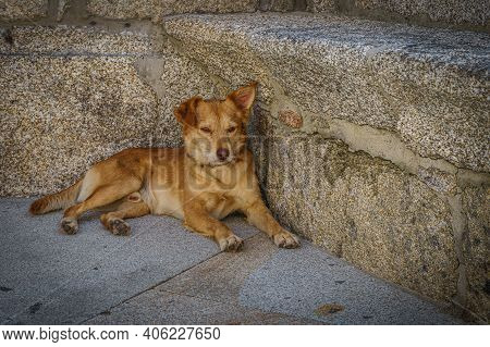Dog Resting In Town In Sistelo, Portugal