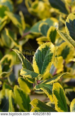 Holly Golden King - Latin Name - Ilex * Altaclerensis Golden King