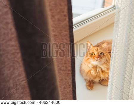 Cute Ginger Cat Is Lying On Windowsill And Staring Curiously Between Curtains. Fluffy Pet At Sunset 