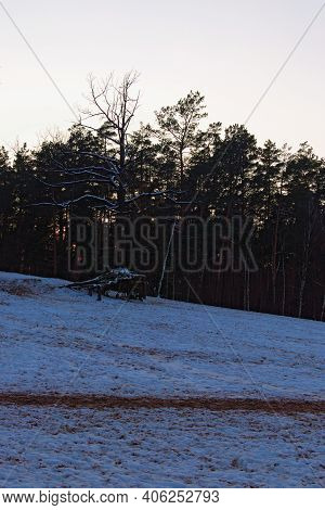 Winter Season In The Pushcha-vodytsia. Unusual Withered Tree On A Sandy Hill. Trees Covered In Snow 