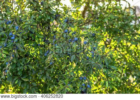 Prunus Spinosa, Called Blackthorn Or Sloe. Blue Berries Of Blackthorn Ripen On Bushes Selective Focu