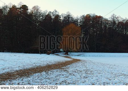 Beautiful Winter Landscape. Sandy Winding Pathway Across A Field Covered With Snow. Dark Forest In T