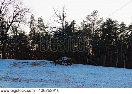 Picturesque Winter Season In The Pushcha-vodytsia. Unusual Withered Tree On A Sandy Hill. Trees Cove