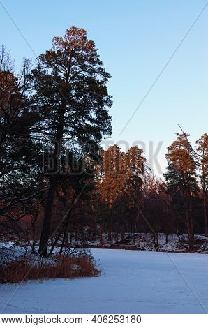 Picturesque Winter Landscape Of Frozen Pond In The Forest. Evergreen Wood And Shore In Snow. Concept