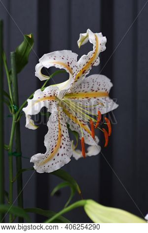 Golden-banded Lily (lilium Auratum) Is A Japanese Lily That Blooms With A Strong Fragrance In Summer