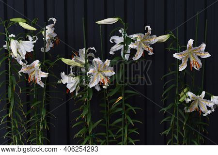 Golden-banded Lily (lilium Auratum) Is A Japanese Lily That Blooms With A Strong Fragrance In Summer