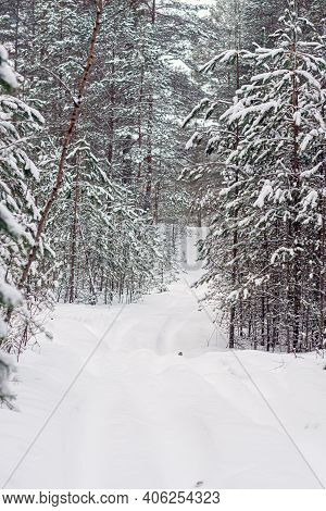 Path In Winter Forest, Beautiful Winter Forest, Winter Landscape