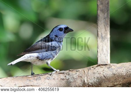 White-bellied Tanager (tangara Brasiliensis), Perched On A Log. Itacaré, Bahia, Brazil