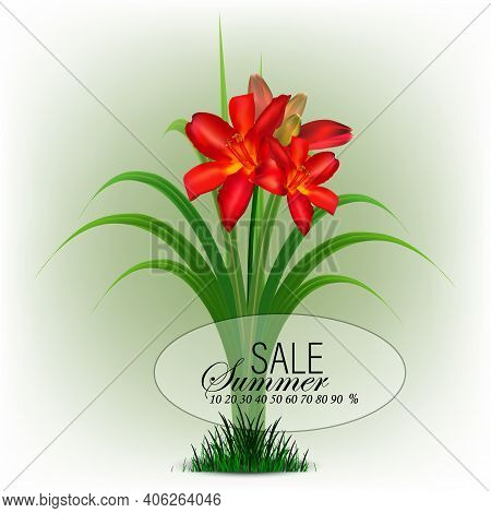 Hello Summer, Vector Illustration Of Daylily With Red Delicate Flowers And Green Leaves