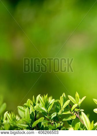 Vertical Background For Design With Shrub Leaves. Beautiful Background With Greenery. Nture Backgrou