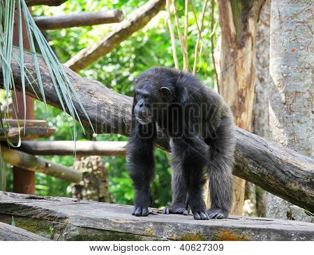 chimpanse