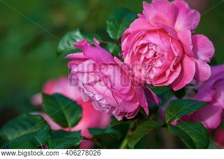 Flora Colonia Rose (kolner Flora) Pink Shrub Rose Blooming In The Garden, Closeup