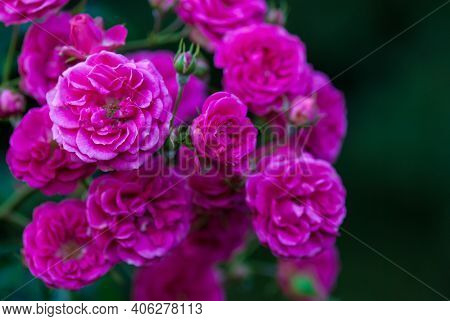 Rosa Elmshorn - Rich Magenta-pink Roses By Kordes, Closeup