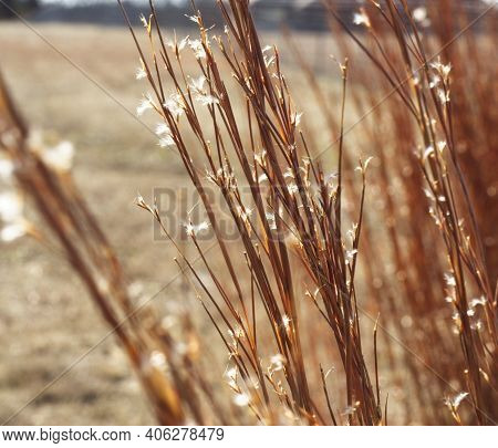Little Bluestem Grasses Turning Producing Seeds With Little White Puffs
